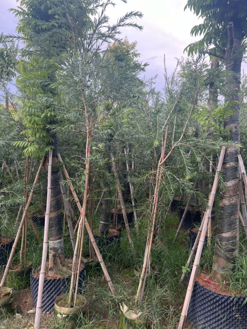 红千层，串钱柳1-3公分各种规格齐全有需要的老板来电咨询