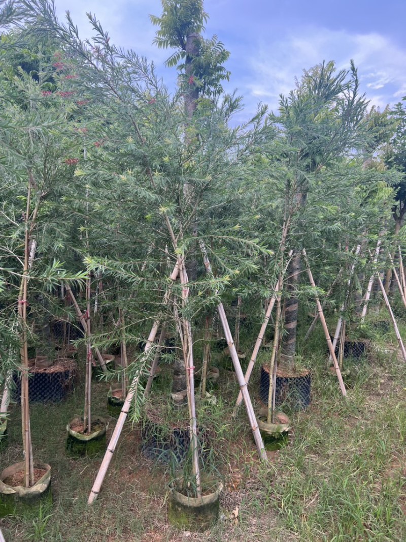 红千层，串钱柳1-3公分各种规格齐全有需要的老板来电咨询