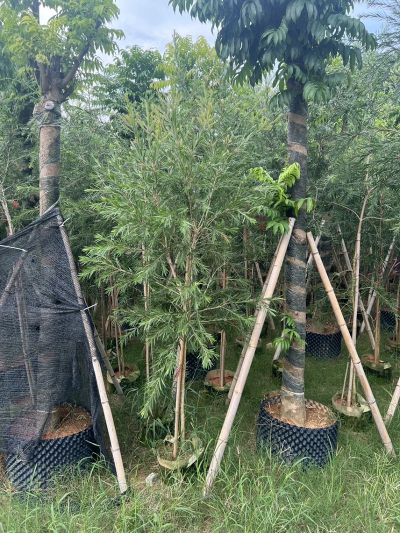 红千层，串钱柳1-3公分各种规格齐全有需要的老板来电咨询