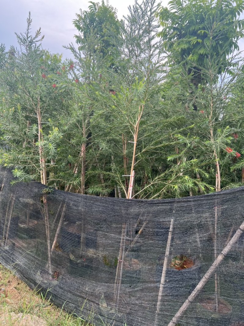 红千层，串钱柳1-3公分各种规格齐全有需要的老板来电咨询