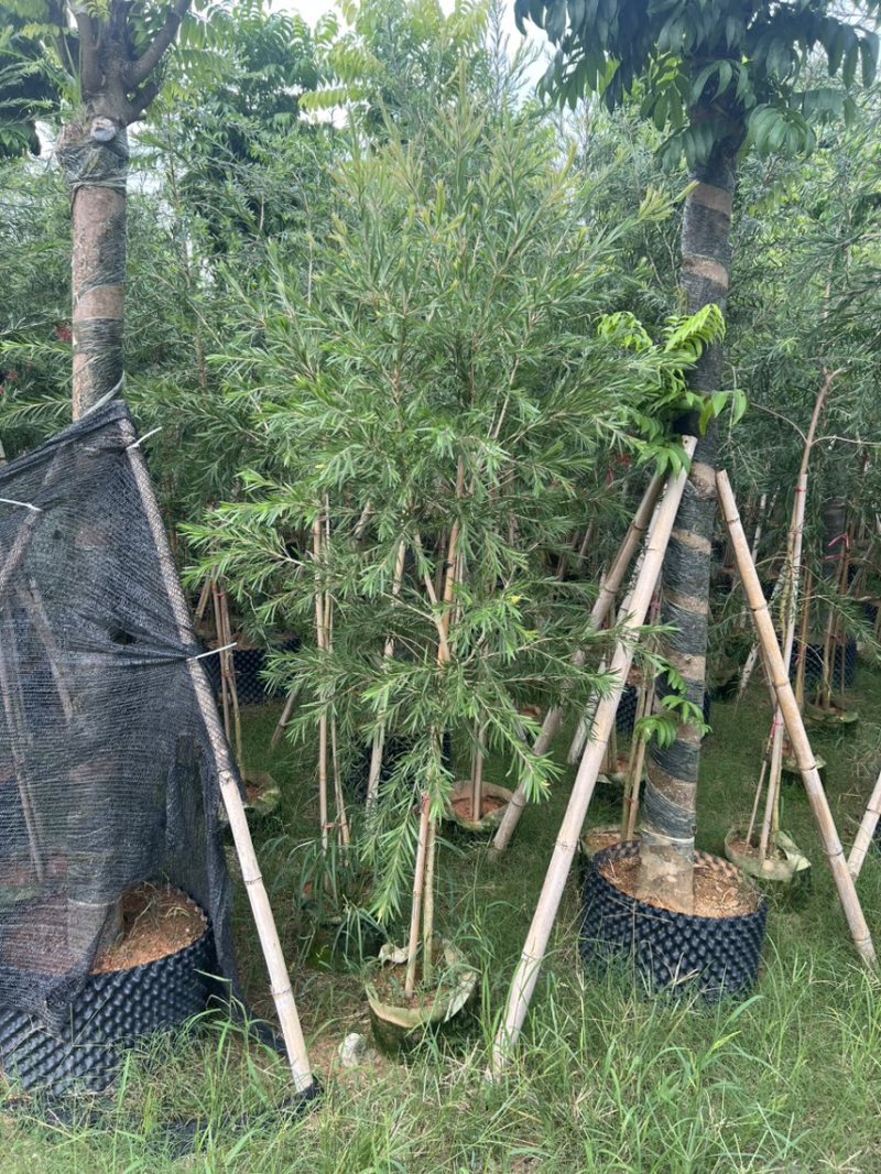 红千层，串钱柳1-3公分各种规格齐全有需要的老板来电咨询