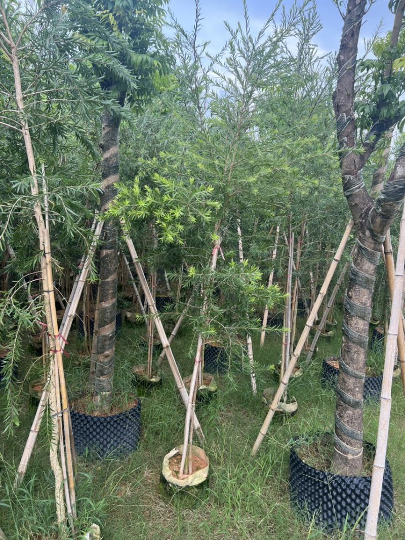 红千层，串钱柳1-3公分各种规格齐全有需要的老板来电咨询