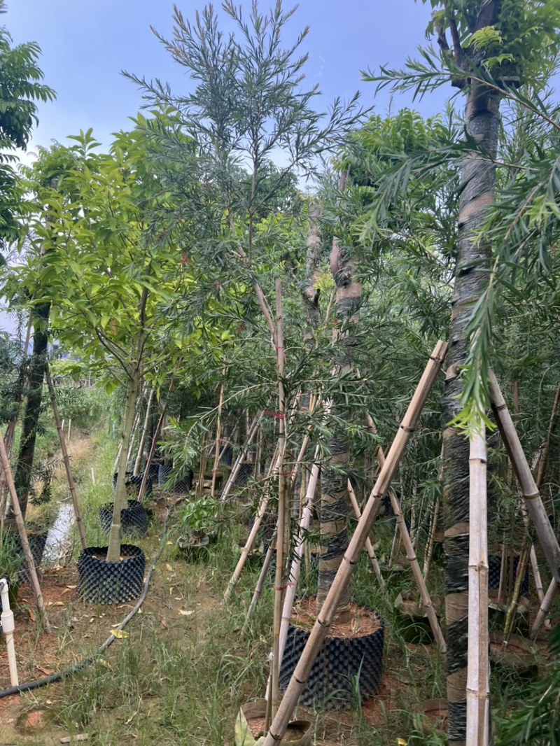 红千层，串钱柳1-3公分各种规格齐全有需要的老板来电咨询