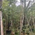 红千层，串钱柳1-3公分各种规格齐全有需要的老板来电咨询