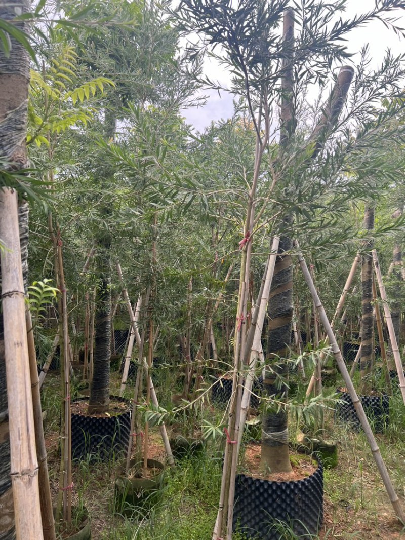红千层，串钱柳1-3公分各种规格齐全有需要的老板来电咨询