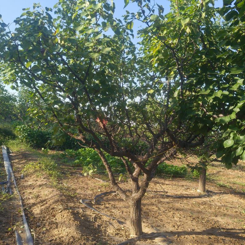 山杏树