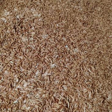 黄粉虫开口虫幼虫20目到8目之间都有现货