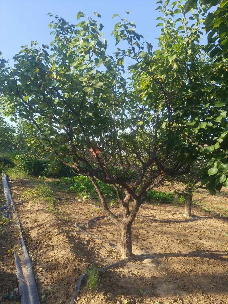 山杏树