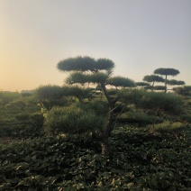 造型油松