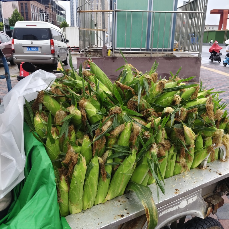 石家庄桥西区黄甜糯玉米产地批发+零售5027761026