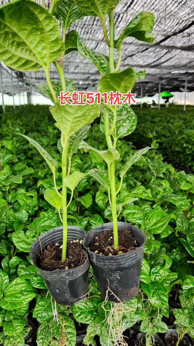 广西百香果钦蜜九号种苗现挖现发，品质保证全国发货欢迎来电