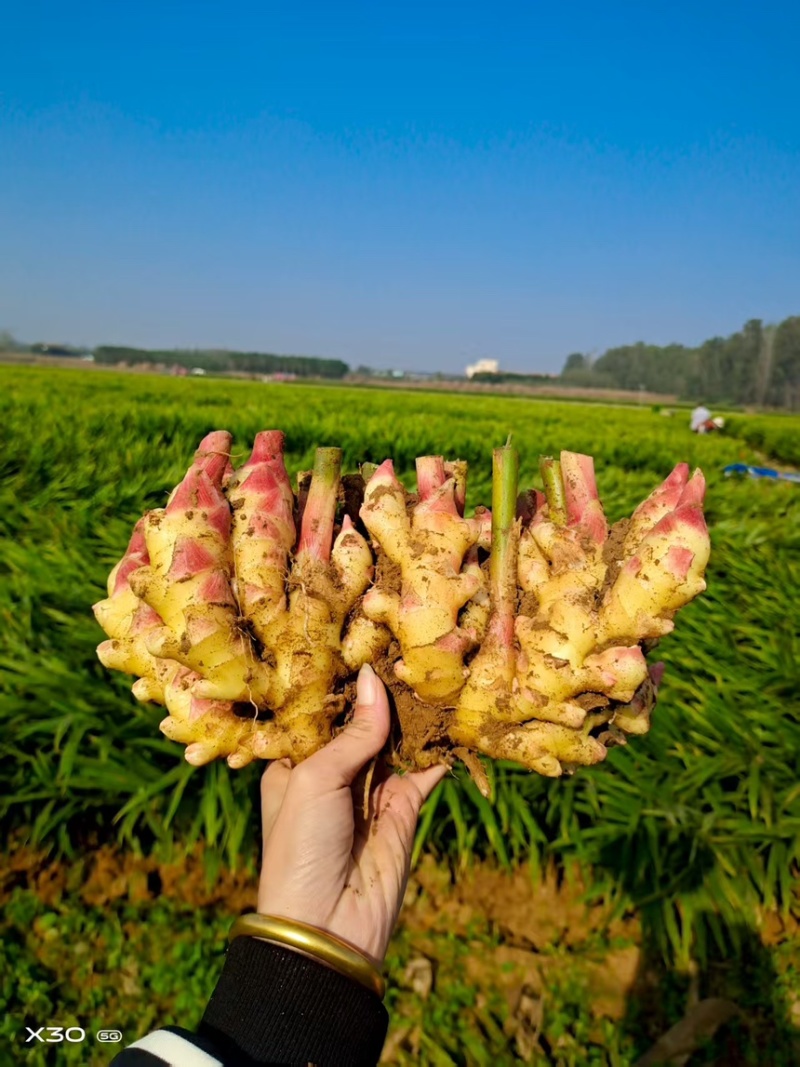 热推鲜姜【精品大黄姜】产地批发一手货源坏烂包赔全国代发