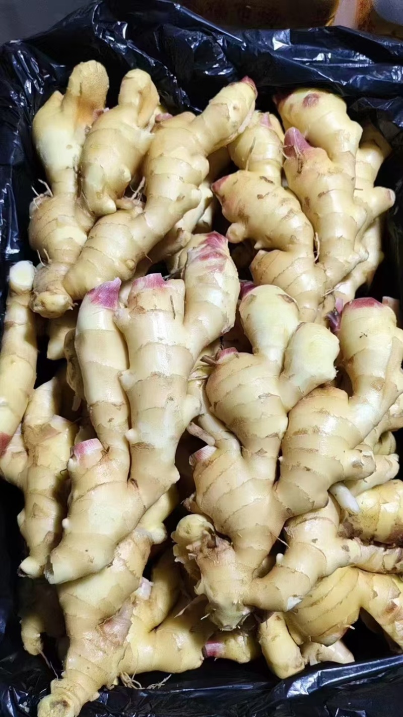 热推鲜姜【精品大黄姜】产地批发一手货源坏烂包赔全国代发