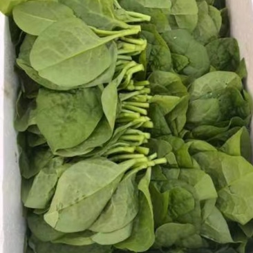 木耳菜