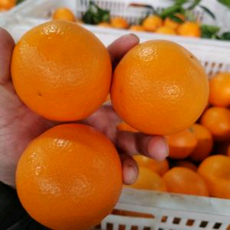 湖南冰糖橙基地直供品质优甜度高，支持视频看货欢迎咨询来电