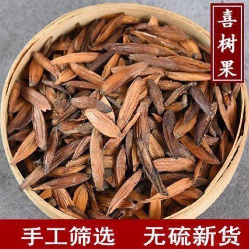 云南野生中药材喜树果千丈树水栗子天梓树