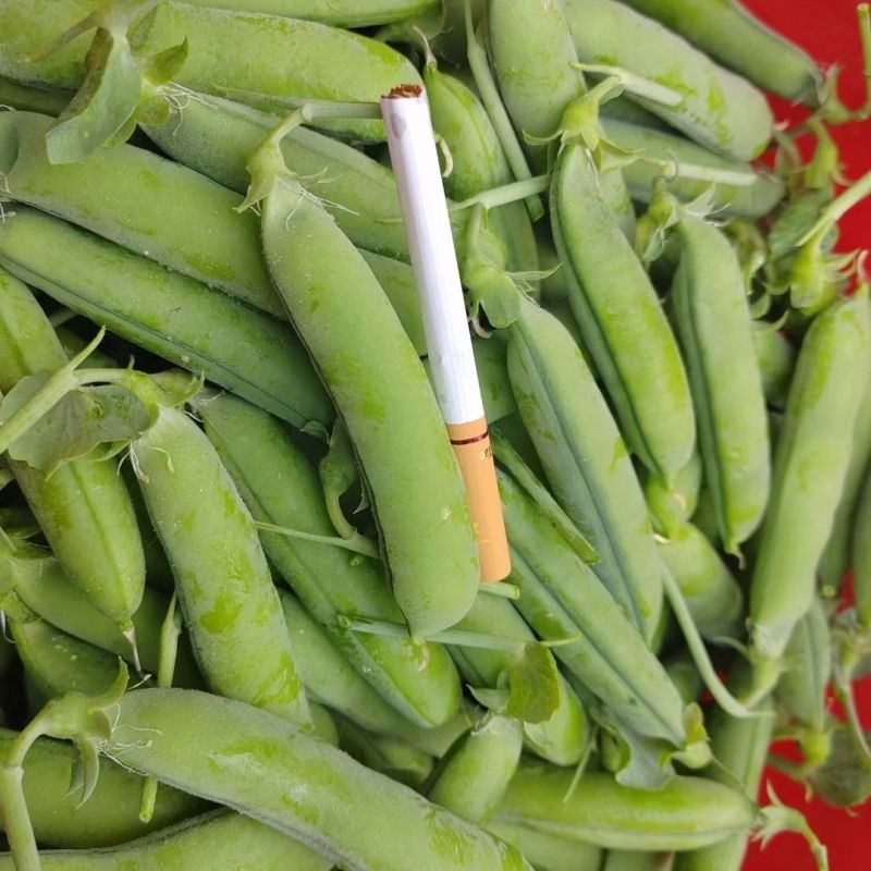 七星剑甜豌豆种子软荚白花纤维少脆嫩豌豆种籽秋播抗病高产