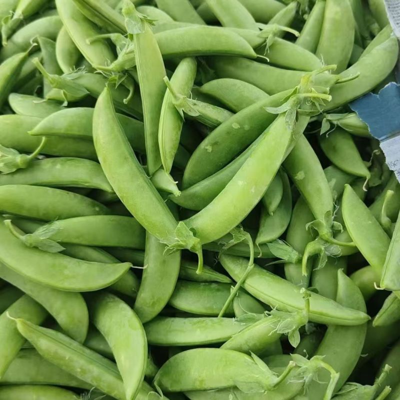 七星剑甜豌豆种子软荚白花纤维少脆嫩豌豆种籽秋播抗病高产