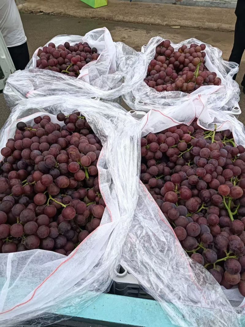 巨峰葡萄露天巨峰葡萄