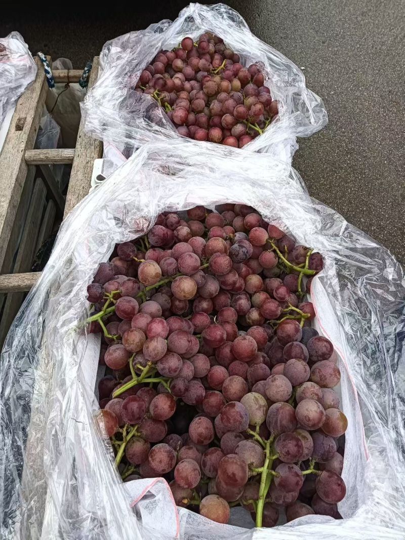 巨峰葡萄露天巨峰葡萄