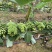粉蕉