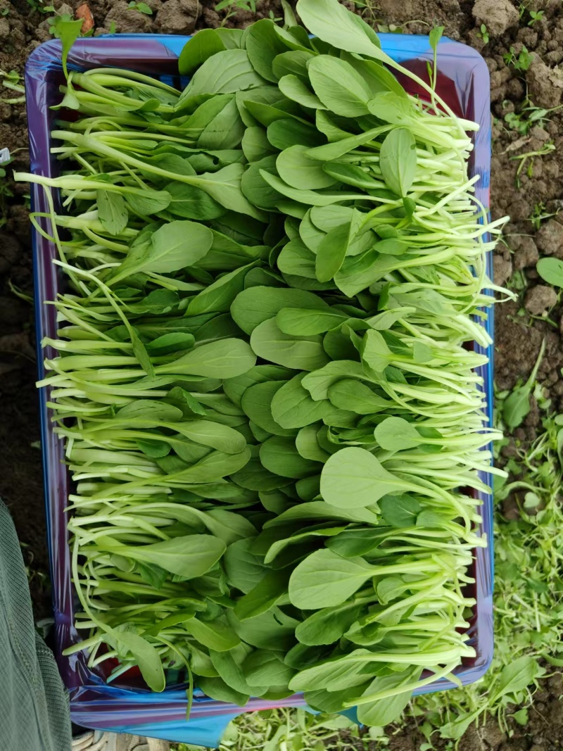 上海鸡毛菜大量上市中基地直发保质保量对接商超团购电商一条