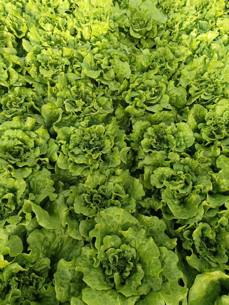 上海鸡毛菜大量上市中基地直发保质保量对接商超团购电商一条
