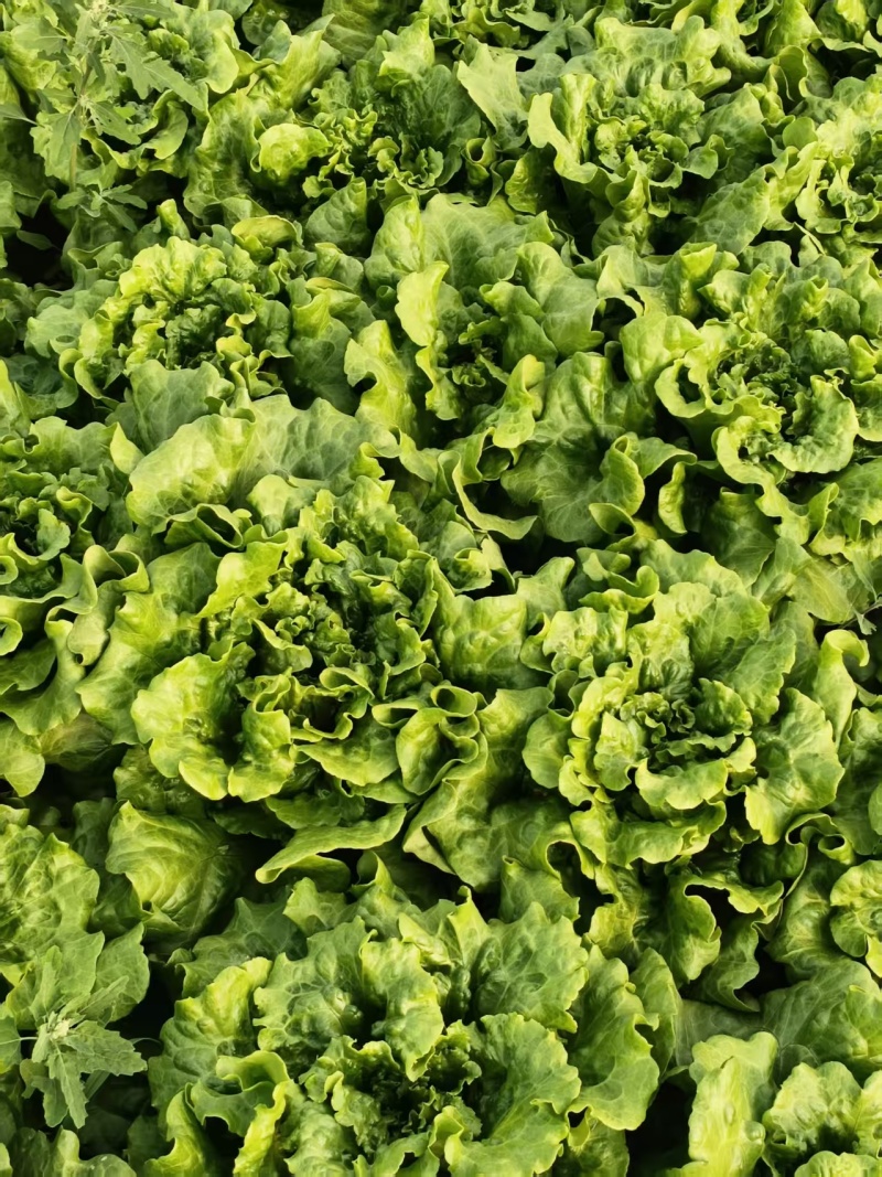 上海鸡毛菜大量上市中基地直发保质保量对接商超团购电商一条