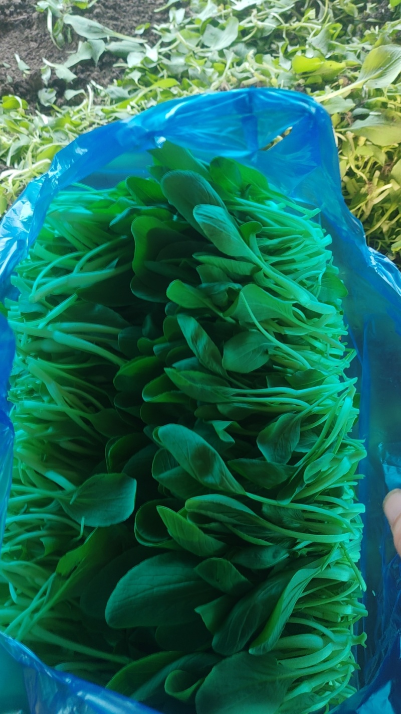 上海鸡毛菜大量上市中基地直发保质保量对接商超团购电商一条