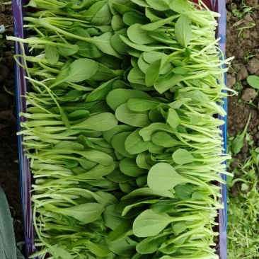 上海鸡毛菜大量上市中基地直发保质保量对接商超团购电商一条