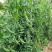 原装台湾珍宝豆台湾引进早熟豌豆种子品质优良抗白粉病好