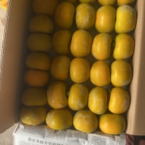 广西桂林恭城脆柿，大量上柿，欢迎供大超市市场，电商，对接