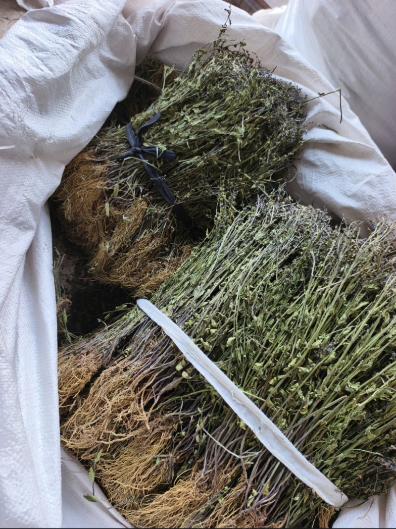 水洗带根半枝莲，短杆，色绿，叶子多