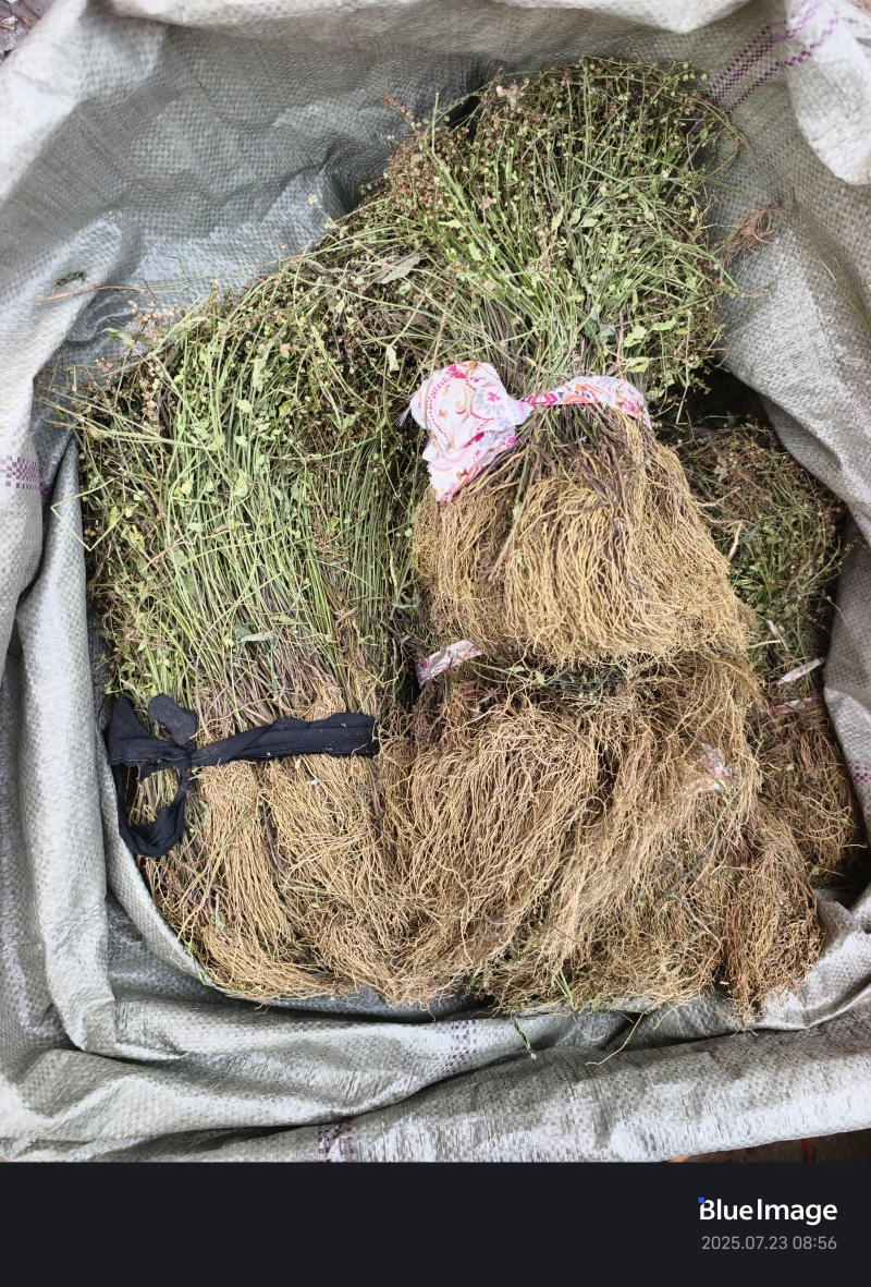 水洗带根半枝莲，短杆，色绿，叶子多