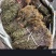 水洗带根半枝莲，短杆，色绿，叶子多