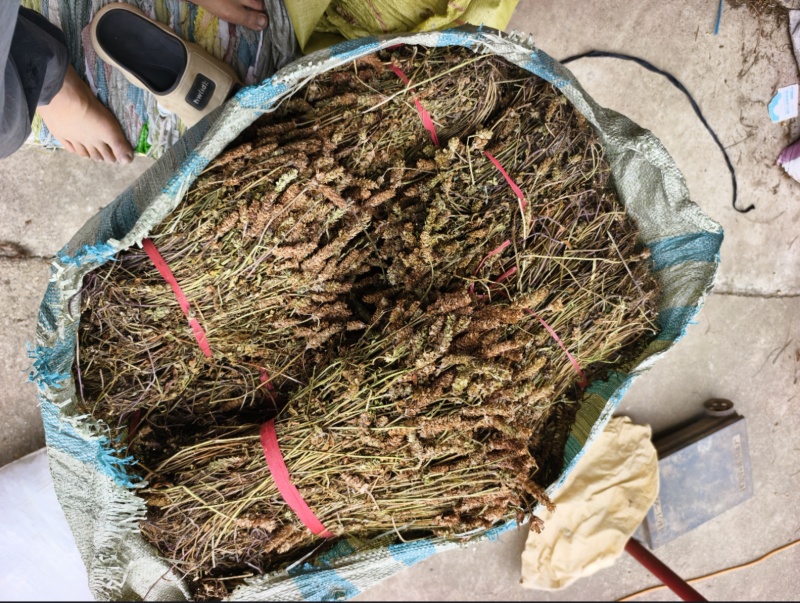超短杆，整株带根夏枯草