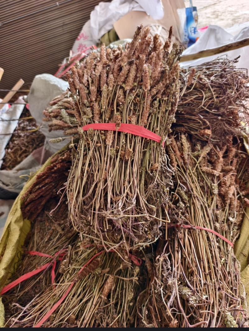 超短杆，整株带根夏枯草