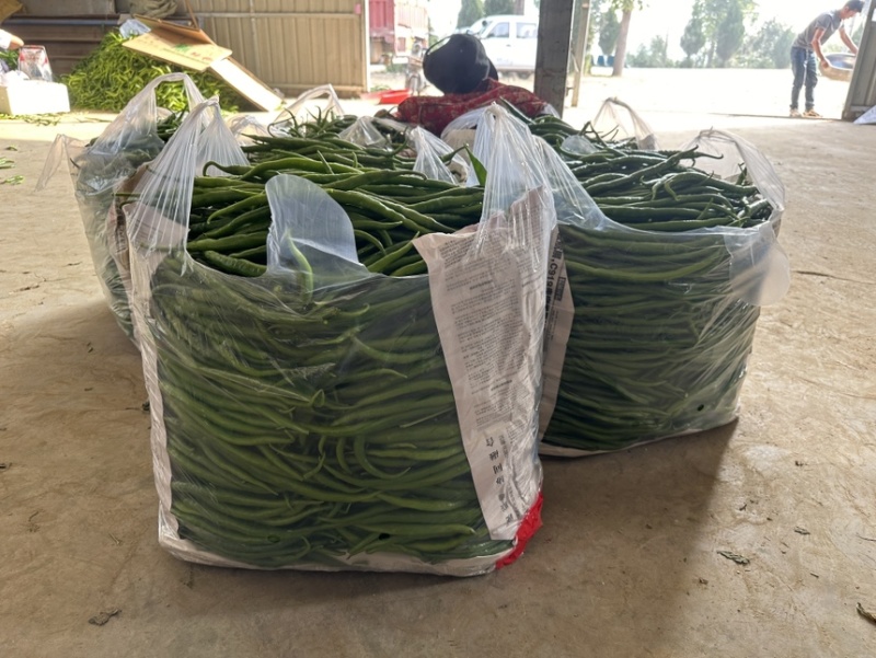 精品线椒辣椒产地直发一手货源充足规格齐全可发