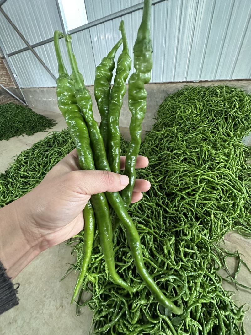 精品线椒辣椒产地直发一手货源充足规格齐全可发