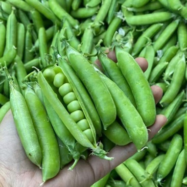 奇珍甜脆豌豆种子水果豌豆种菜豆农家豆荚四季蔬菜