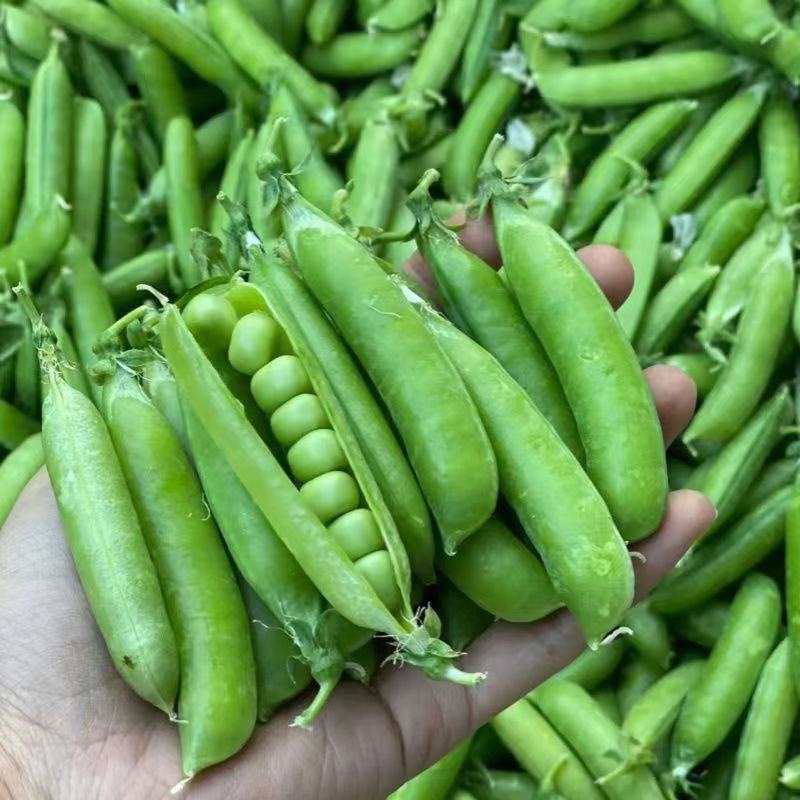 奇珍甜脆豌豆种子水果豌豆种菜豆农家豆荚四季蔬菜
