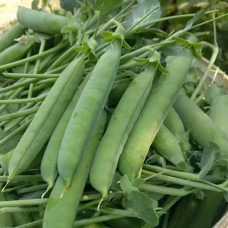 奇珍甜脆豌豆种子水果豌豆种菜豆农家豆荚四季蔬菜