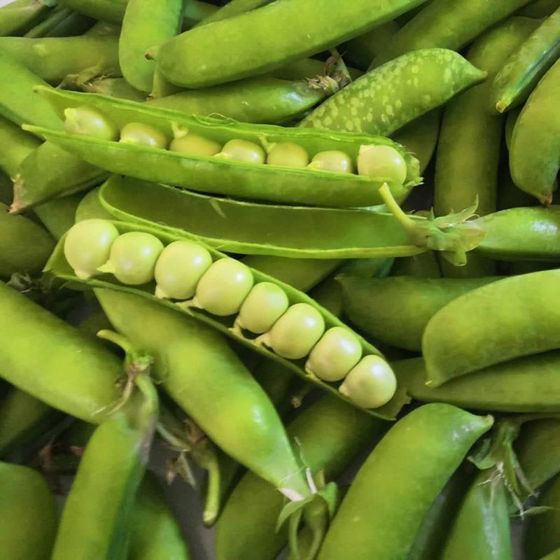 奇珍甜脆豌豆种子水果豌豆种菜豆农家豆荚四季蔬菜