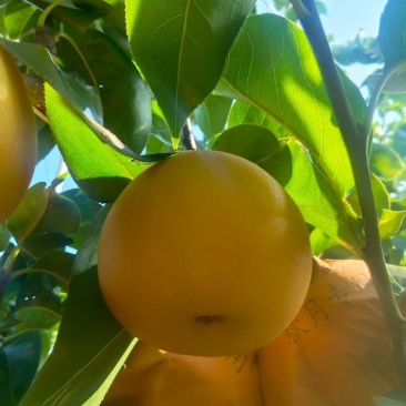 莱阳秋月梨，一手货源品质保障，对接市场，商超，团购等