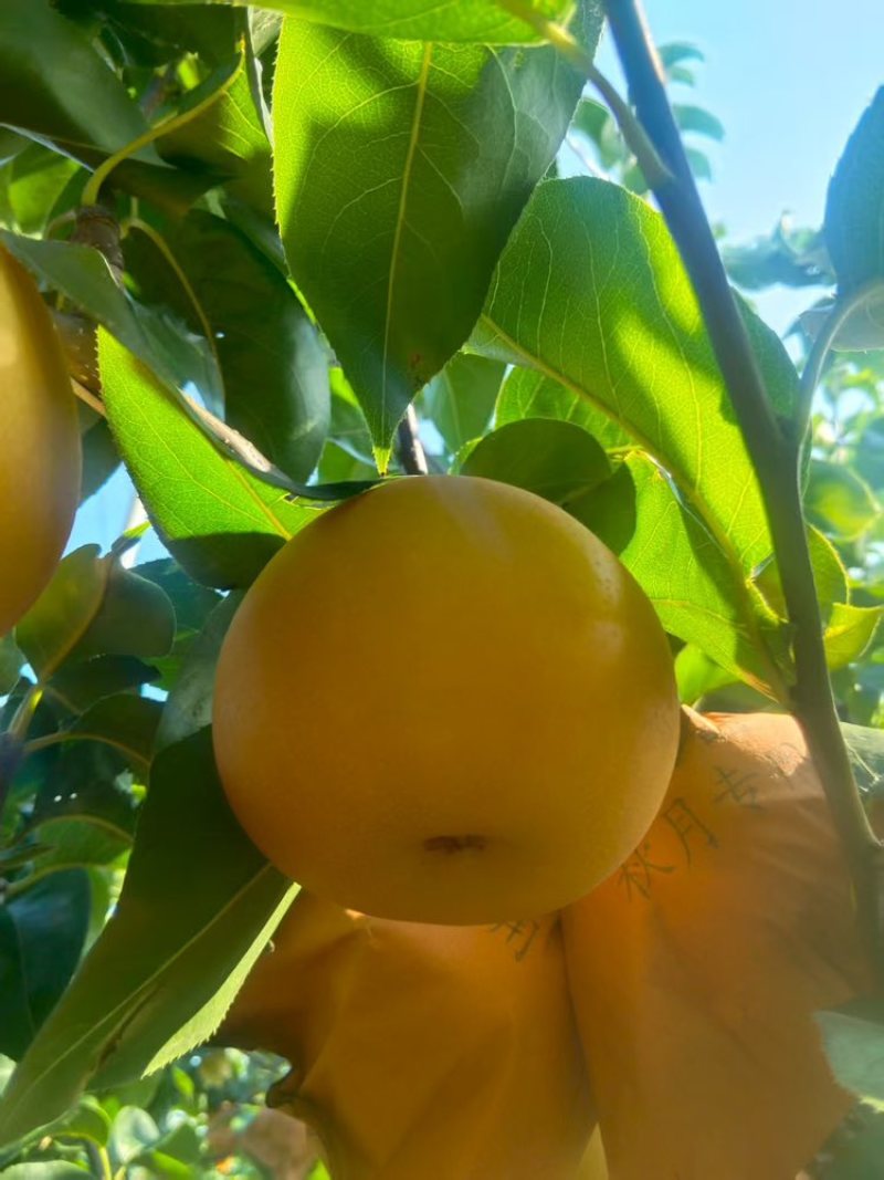 莱阳秋月梨，一手货源品质保障，对接市场，商超，团购等