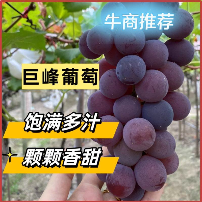 红巨峰葡萄大量供应中对接市场档口商超一条龙服务量大从优