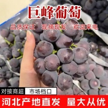 巨峰葡萄大量供应中对接市场档口量大从优全国发货欢迎来电