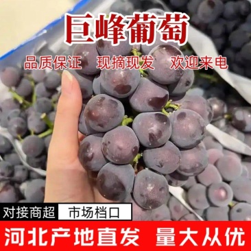 巨峰葡萄大量供应中对接市场档口量大从优全国发货欢迎来电