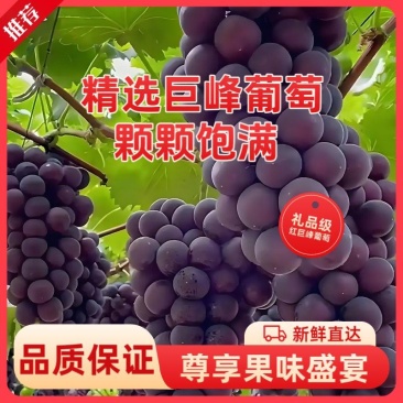 河北巨峰葡萄大量上市了量大从优全国发货欢迎老板来电咨询
