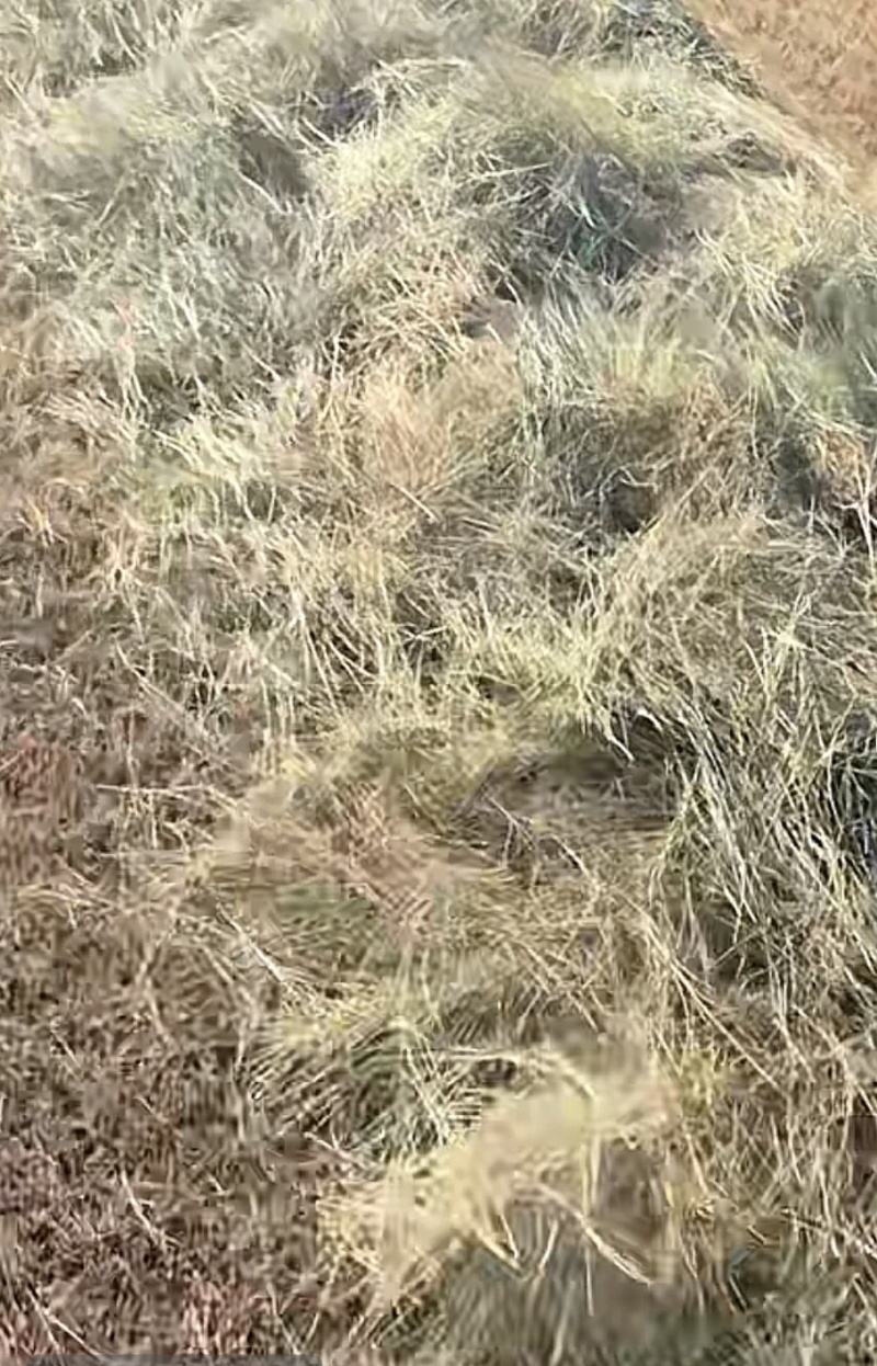 天然牧草原料